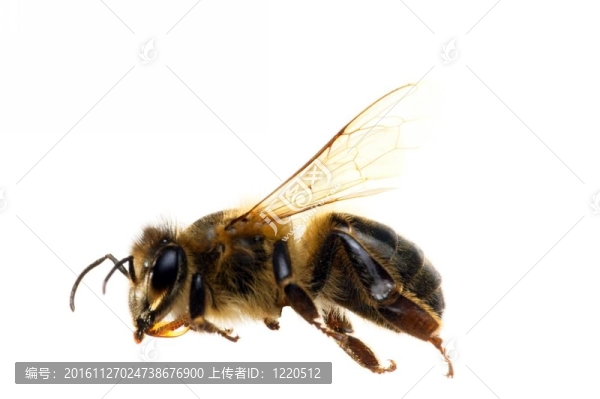 白色背景上的蜜蜂