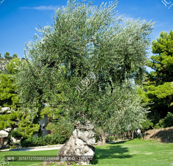 意大利公園內(nèi)非常古老的橄欖樹(shù)