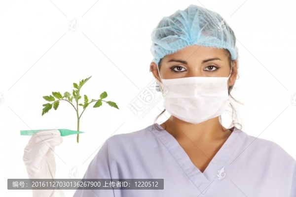轉(zhuǎn)基因植物的研究