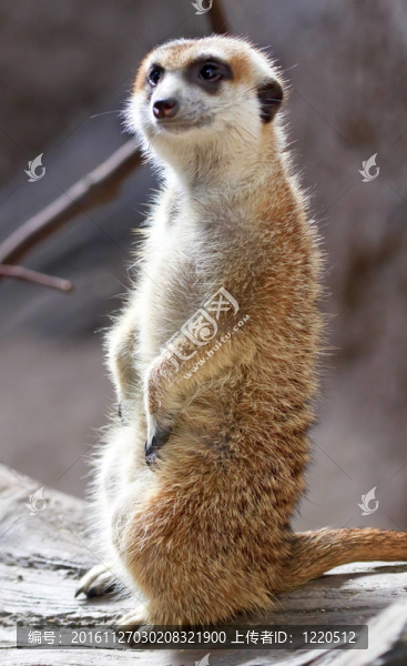 貓鼬授權(quán)項目Suricata,suricatta站起來