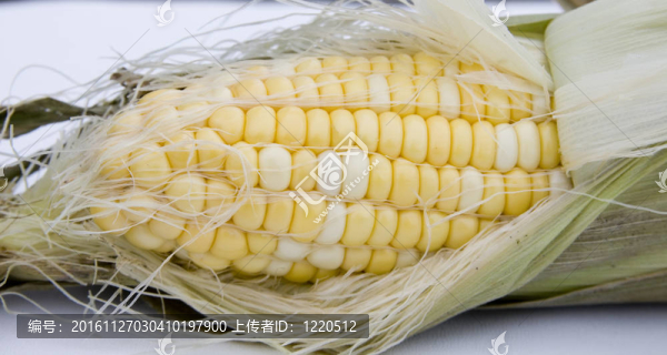 玉米棒子