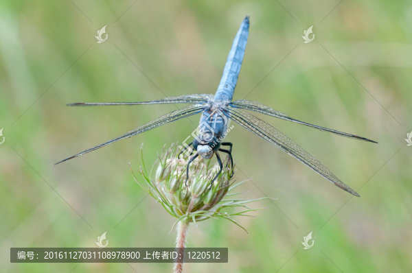 粗灰蜻