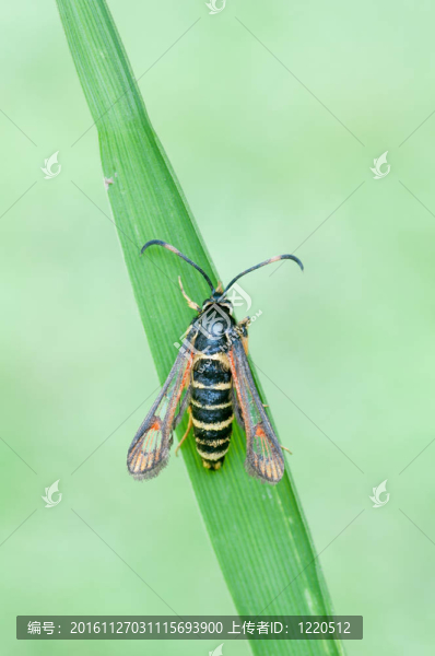 bembecia,ichneumoniformis