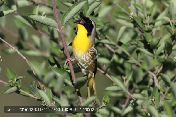 常見的Yellowthroat,Singing