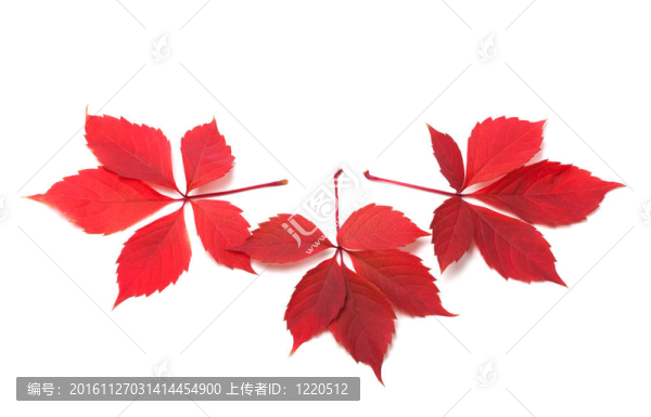 三秋天的紅色的爬山虎葉子