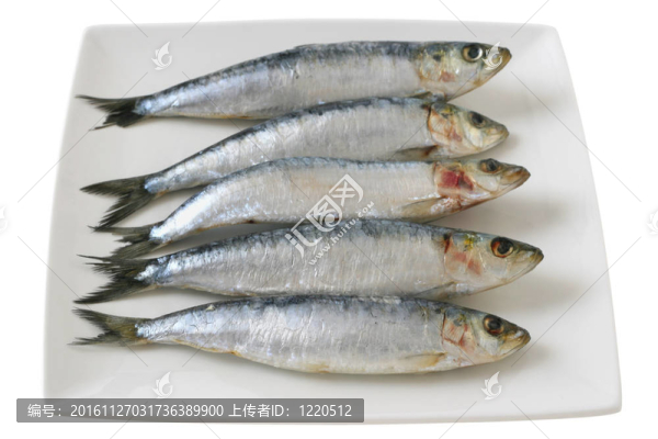 在一片沙丁油魚