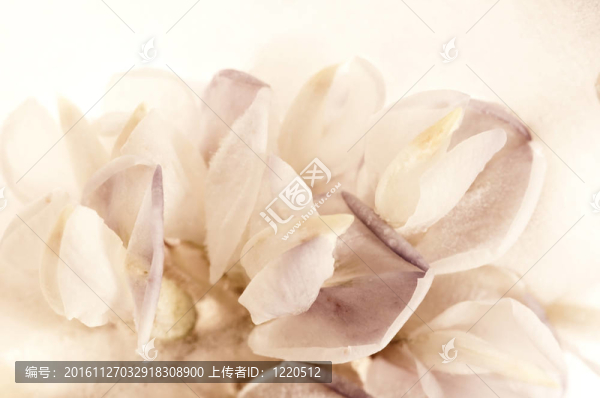 凍花。冰立方體上的花