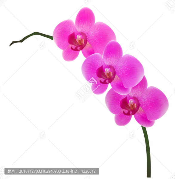 蘭花