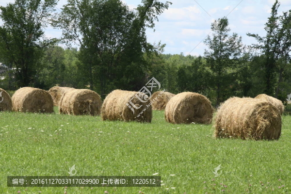 Hay,Bales（圓）