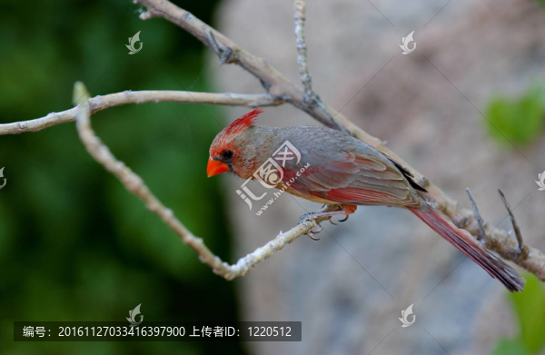 紅衣主教棲息在樹(shù)枝上