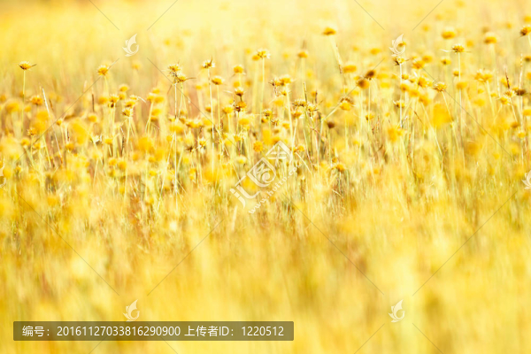 小草里的小花