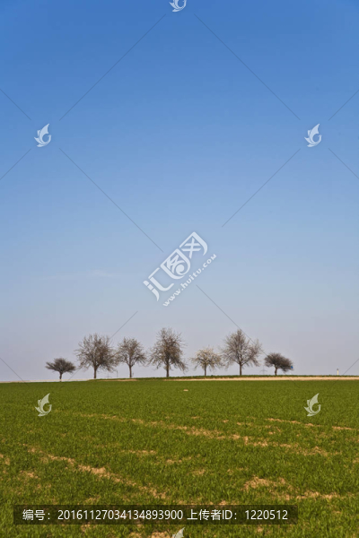 綠地植物場(chǎng)