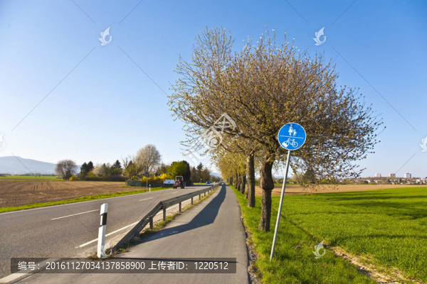 在有自行車車道的街道上開花的樹