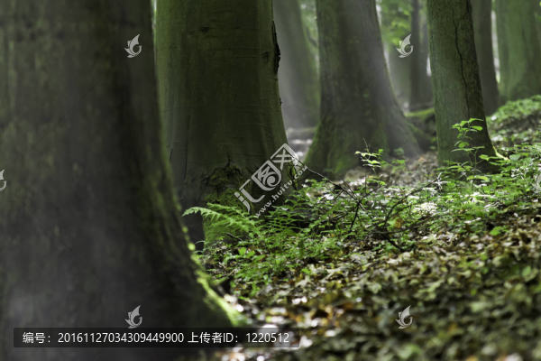 森林
