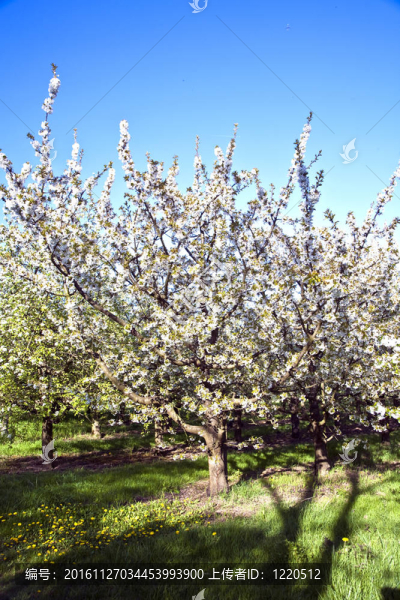 春季開(kāi)花的近枝
