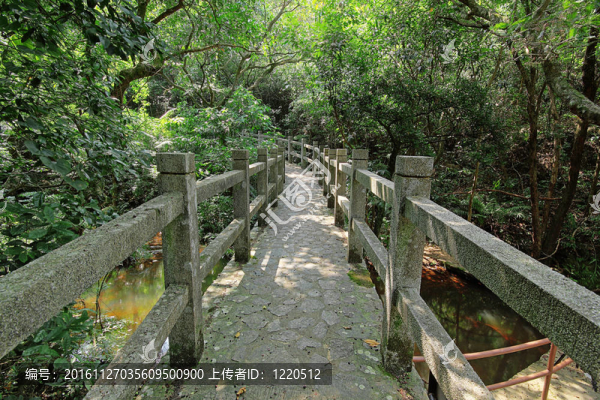 森林橋