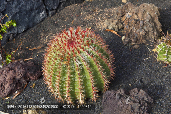 在火山礫地球美麗的仙人球