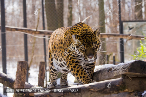 捷豹（Panthera,onca）