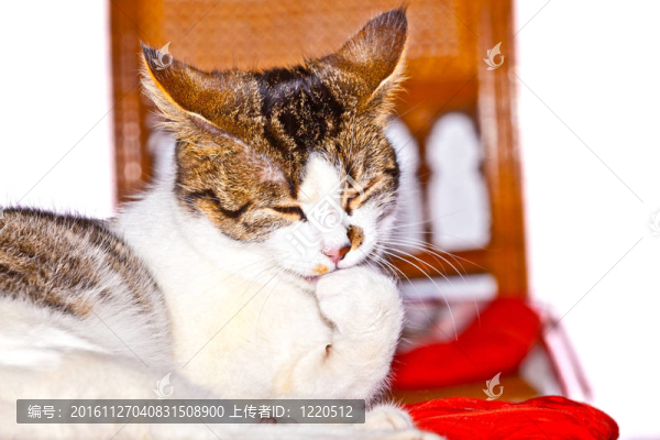 貓喜歡躺在椅子上