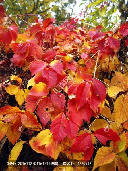 扭曲的植物的紅色的秋天的葉子