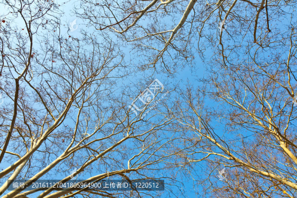 藍(lán)天樹的王冠