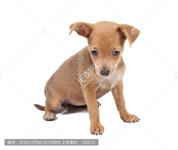 俄羅斯玩具獵犬在白色背景