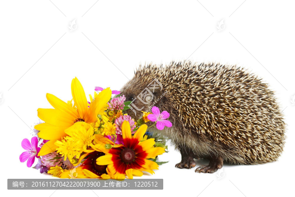 刺猬花