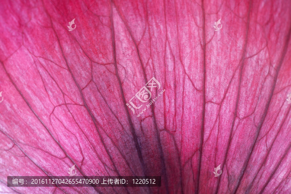 紅洋蔥巨球