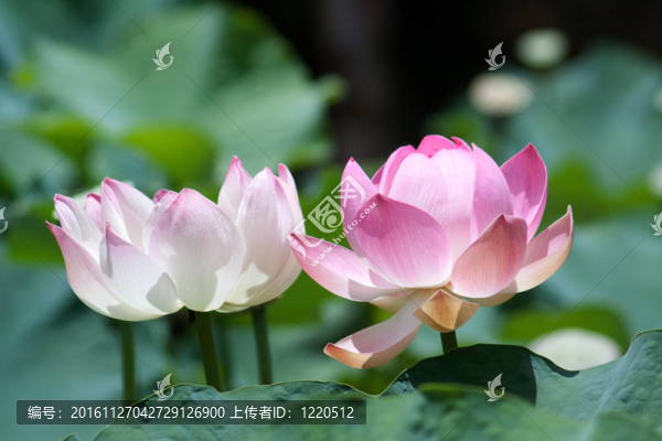 蓮（Nelumbo）