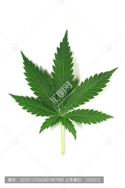 大麻