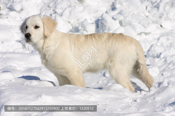 金毛狗在雪中