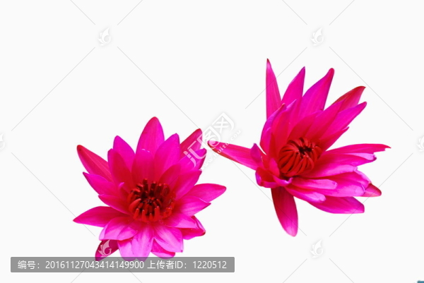 水百合