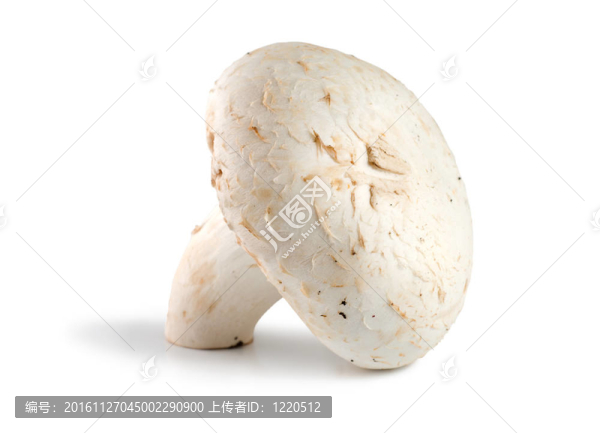 一個(gè)香菇