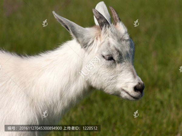 山羊的動物