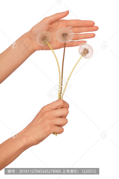 blowballs