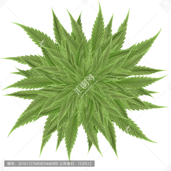 大麻