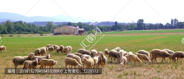 草地羊群放牧草地