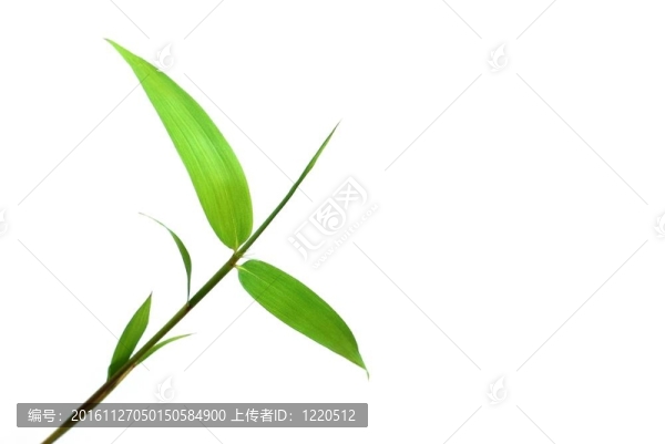 孤立的竹葉