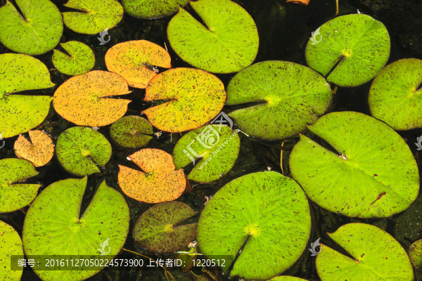 水上百合