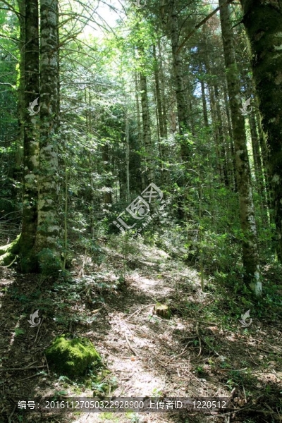 比利牛斯山夏林風(fēng)景