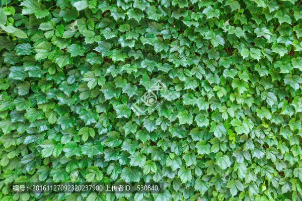 綠色植物墻