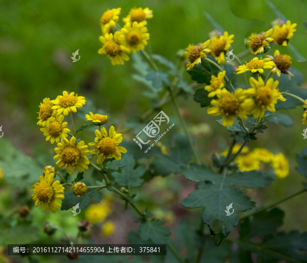 野菊