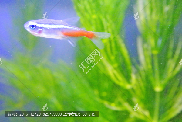 紅綠燈魚(yú),魚(yú)缸,觀賞魚(yú)