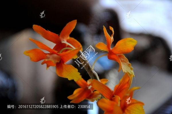 黃花