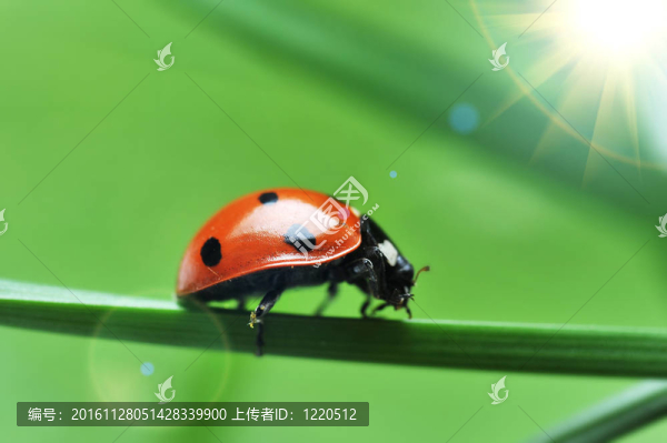 瓢蟲在草