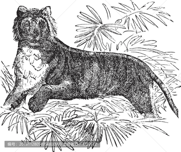 虎（Panthera,tigris,tigris或貓；復(fù)古雕刻。