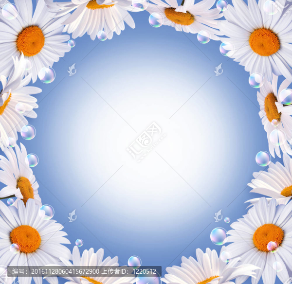 雛菊