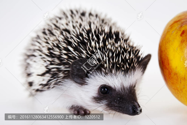 刺猬