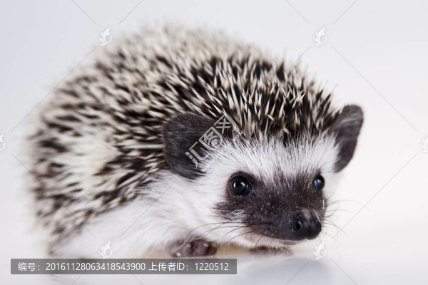 刺猬