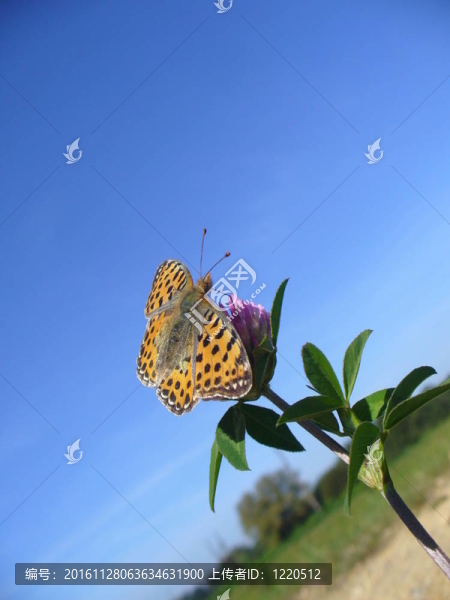 蝴蝶珠蛺蝶